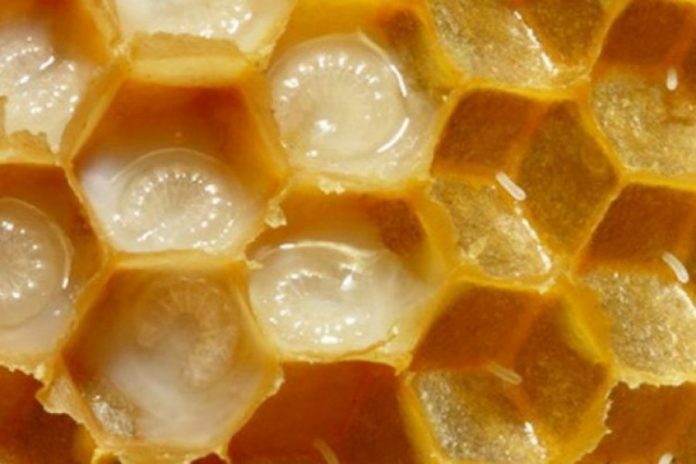 auto_qumesh-blete-750x5001559996492