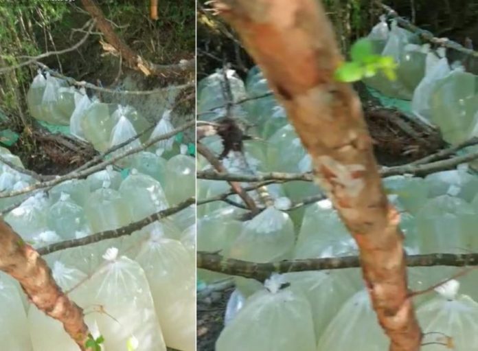 auto_Screenshot_11563012689