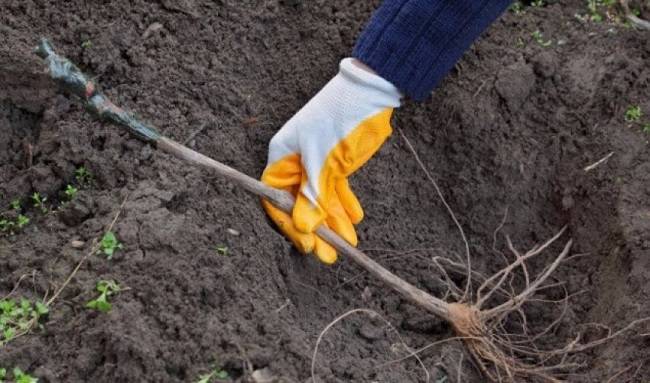 auto_unnamed-1121563046943