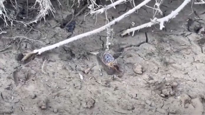 Untitled design - 2022-10-23T173928.544