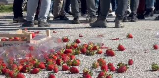 Çmimi i ulët i luleshtrydheve, fermerët e Fierit dalin në protestë