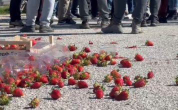 Çmimi i ulët i luleshtrydheve, fermerët e Fierit dalin në protestë