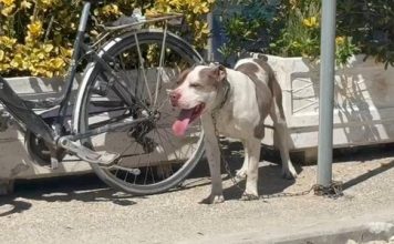 Ngjarja e rëndë në Vlorë, pitbulli kafshon në kokë 4-vjeçaren