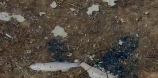 Dhjetëra peshq të ngordhur në Lagunën e Nartës