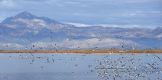 Liqeni i Shkodrës shpallet pasuri e UNESCO-s