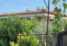 Ngjarje e rëndë në Roskovec! 35-vjeçari vret ish-vjehrrin, plagos ish-vjehrrën dhe rrëmben ish-gruan