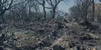 Banesa, tokë dhe ullinj të shkrumbuar, Himara një ditë pas zjarrit