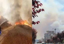 Zjarri në Radostinë të Fierit del jashtë kontrollit/ Flakët përfshijnë pyllin me pisha pranë liqenit në Qafën e Koshovicës, rrezikohen dy lokale